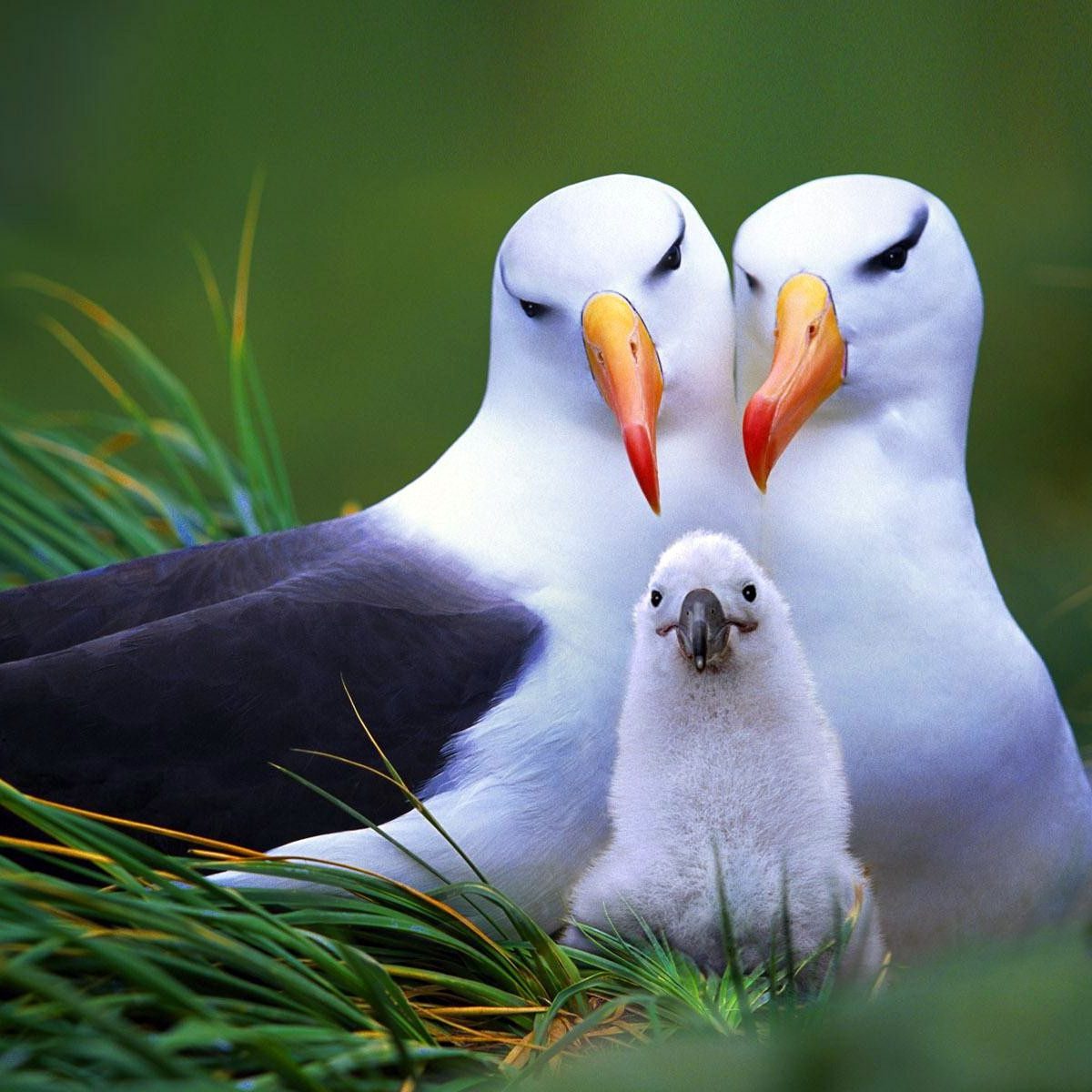 család madár albatrosz